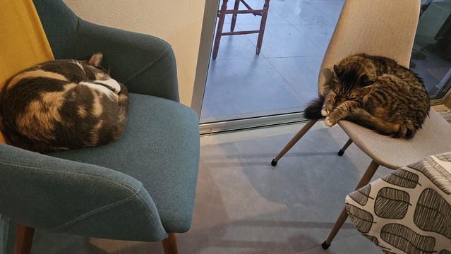 Dos gatos durmiendo en sillas