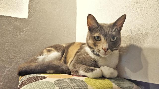 Una gata tricolor acostada con sus patitas recogidas