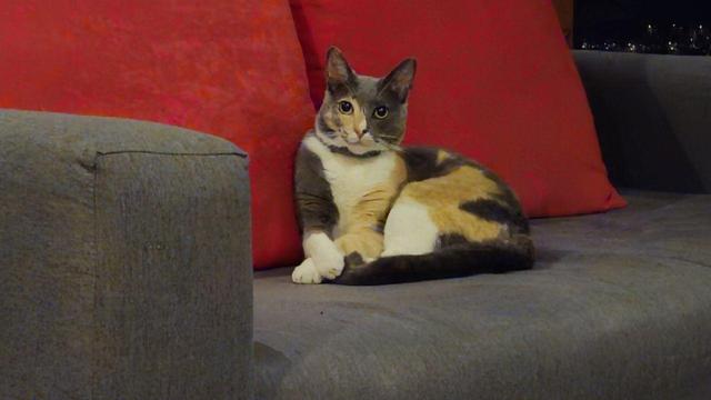 Gata tricolor con sus patas delanteras cruzadas, viendo hacia la cámara 