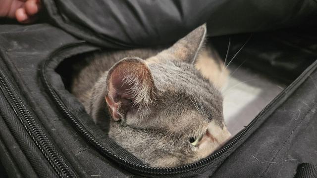 Gata tricolor dentro de un transportador, se le ve solamente la cabeza y una mirada no muy feliz 
