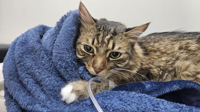 Gato marrón atigrado acostado en una cobija azul. Tiene una vía intravenosa en una pata delantera para recibir hidratación.