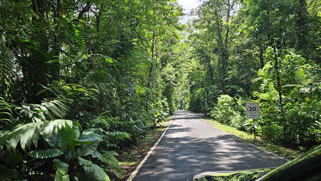 Entrada vehicular asfaltada ej una propiedad llena de bosque tropical lluvioso 