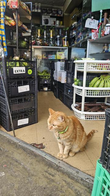 Gata amarilla en un Pequeño negocio estilo minisuper o bodega 
