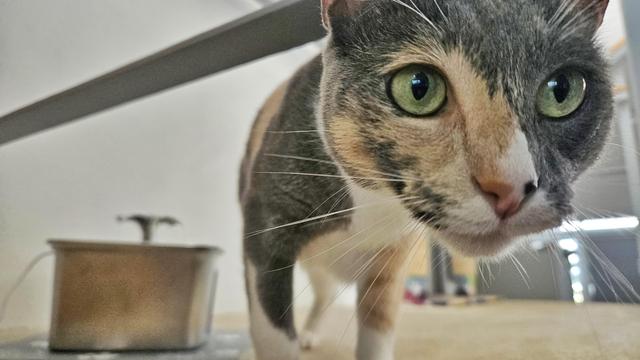 Un acercamiento a una gata tricolor 