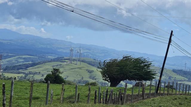 Vista de colinas con molinos de viento para generación eléctrica y un árbol torcido en dirección del viento 