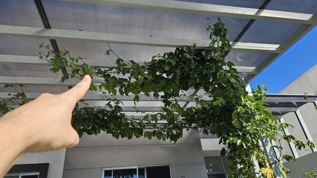 Enredadera de maracuyá debajo de un techo de una cochera, mi mano señala una flor abierta a la distancia 