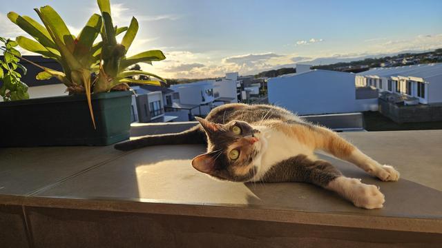 Gata tricolor acostada junto a una bromelia con luz de atardecer 
