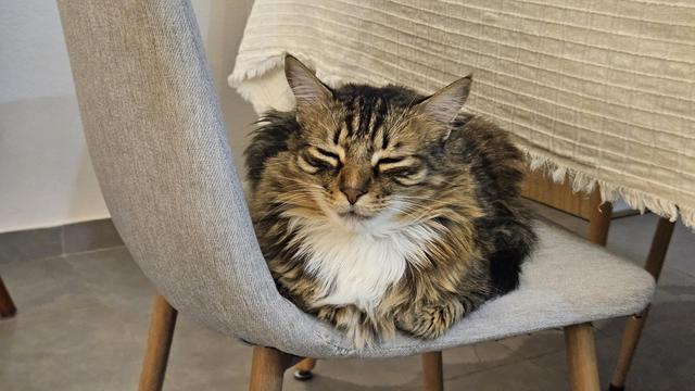 Gato marrón atigrado dormido 