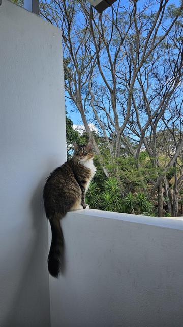 Gato marrón atigrado bien peludo sobre un muro blanco, al fondo árboles de Guanacaste y otra vegetación verdecita y cielo azul 