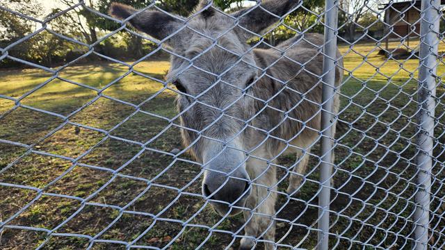 Un burrito gris detrás de una malla metálica