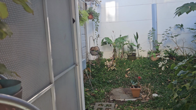 Tlacuache encima de una maceta colgante en el patio de una casa