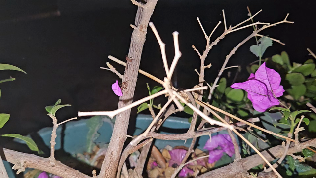Hormigas zompopas cargando hojas de buganvilias púrpura 