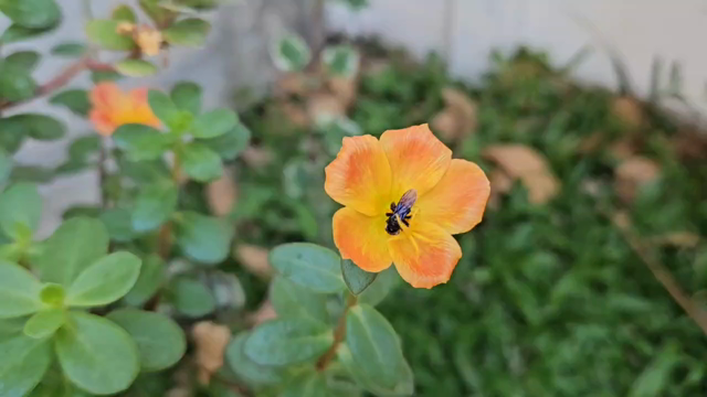 Flor de verdolaga color naranja, con un insecto negro que se revuelca acostado tocando con las patas los estilos y pistilos de la flor