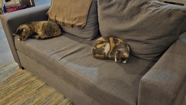 Dos gatos durmiendo en un sillón gris 