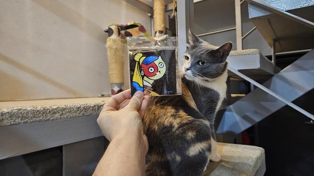 Gata tricolor en unas gradas junto a una obra del artista costarricense Munguía inspirada en la obra Joven de la Perla de Johannes Vermeer, la obra es recreada en el estilo particular de Munguía siendo la muchacha un gato y el arete es un pescado.