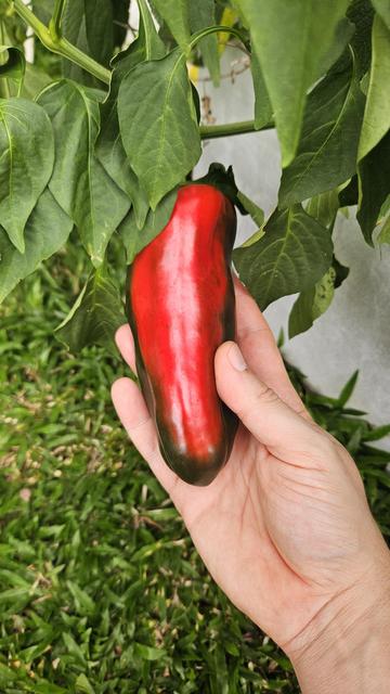 Pimiento Verde con rojo siendo cosechado de una planta en un jardín casero