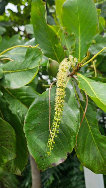 Inflorescencia y fruto del árbol Terminalia catappa también conocido como Almendro de Playa en Costa Rica 