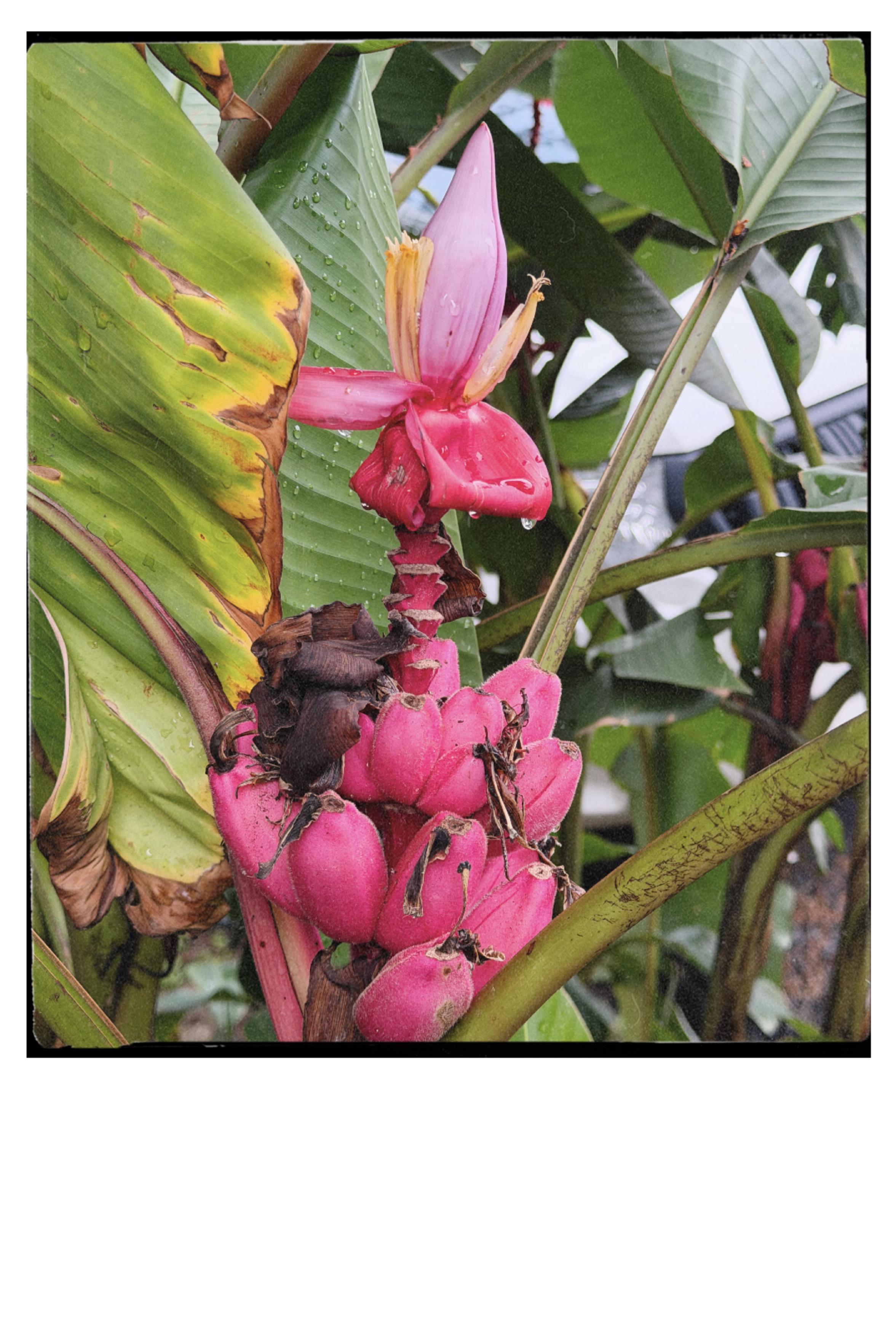 Fotografía que muestra un racimo de una planta de banana, la especie es Pink banana (Musa Velutina)